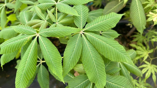 Aesculus neglecta  le marronnier négligé d’Amérique du Nord