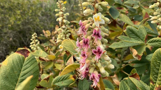 Aesculus parryi Marronnier de Parry comment reconnaître identifier et cultiver avec monde vegetal