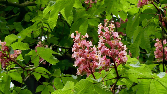 Aesculus × carnea le marronnier rouge, un hybride ornemental du genre Aesculus arbre rare monde vegetal