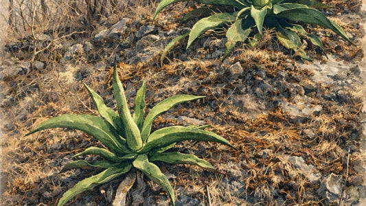 Agave abisaii Agave d’Abisaï espèce d'agave rare et insolite sur monde vegetal