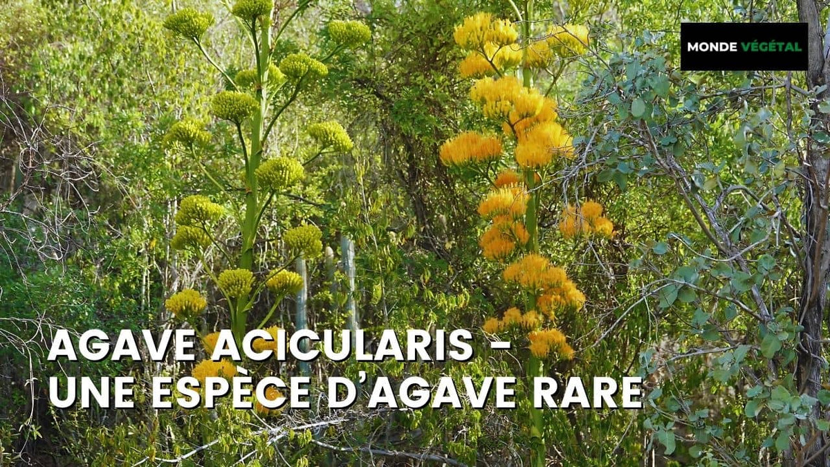 Agave acicularis -  une espèce d’agave rare monde vegetal