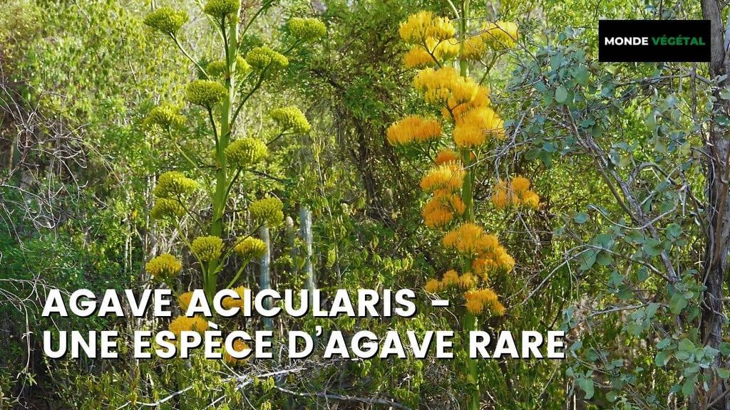 Agave acicularis (Agave à feuilles en aiguilles)
