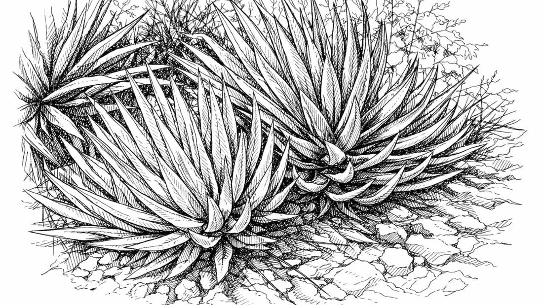 Agave ajoensis agave d'ajo une des espèces d'agaves les plus rares du monde vegetal