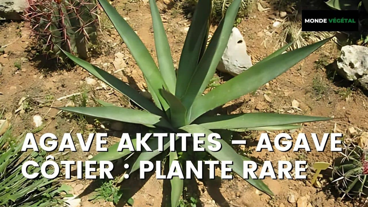 Agave aktites  Agave côtier plante rare de collection monde vegetal