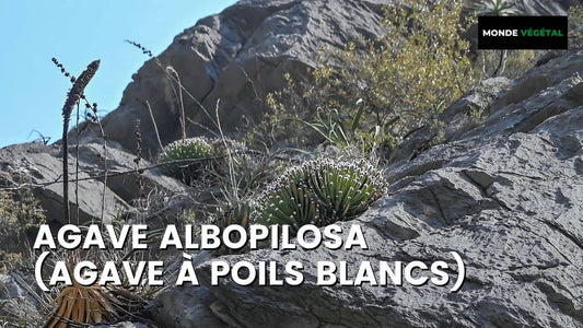 Agave albopilosa  Agave à poils blancs monde vegetal