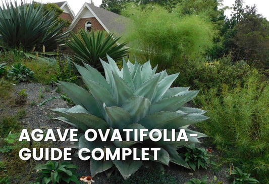 L'Agave à feuilles ovales (Agave ovatifolia) - GUIDE COMPLET