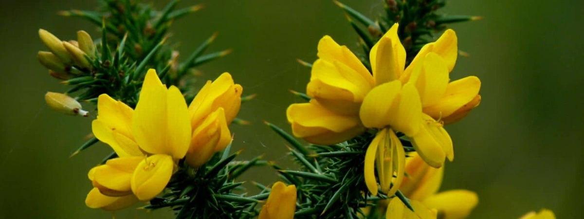Ajonc de Le Gall Ulex gallii