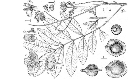 Alatococcus siqueirae  une Sapindacée tropicale méconnue du Brésil