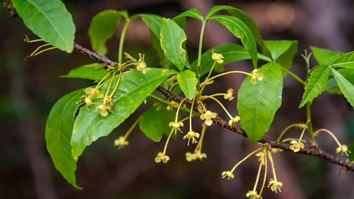 Allophylastrum frutescens plante rare d'amérique du sud