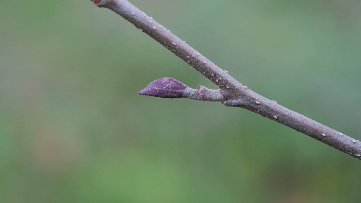 Photo d'Aulne glutineux avec le détail des bourgeons