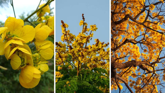 Arbre à fleurs jaunes exotique  10 variétés incroyables à connaître