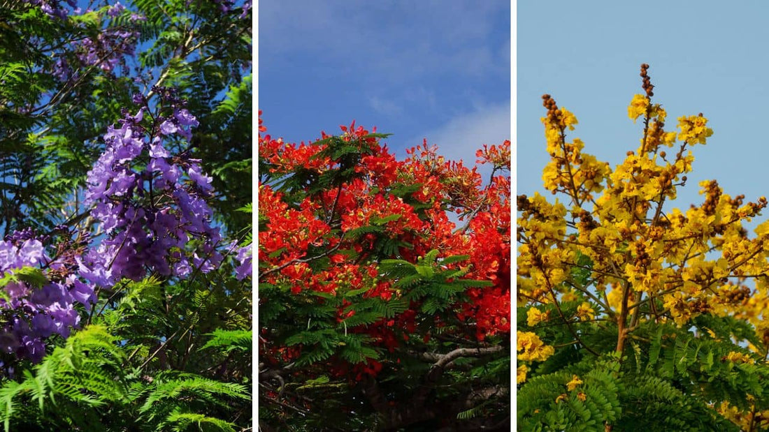 Arbre flamboyant les plus beaux arbres aux fleurs spectaculaires guide complet reconnaître et cultiver les flamboyants