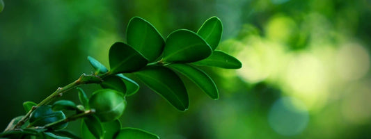 Arbuste qui ressemble au buis