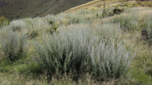 Artemisia afra armoise africaine absinthe africaine dans son milieu naturel