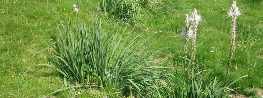 Asphodèle Blanc (Asphodelus albus)