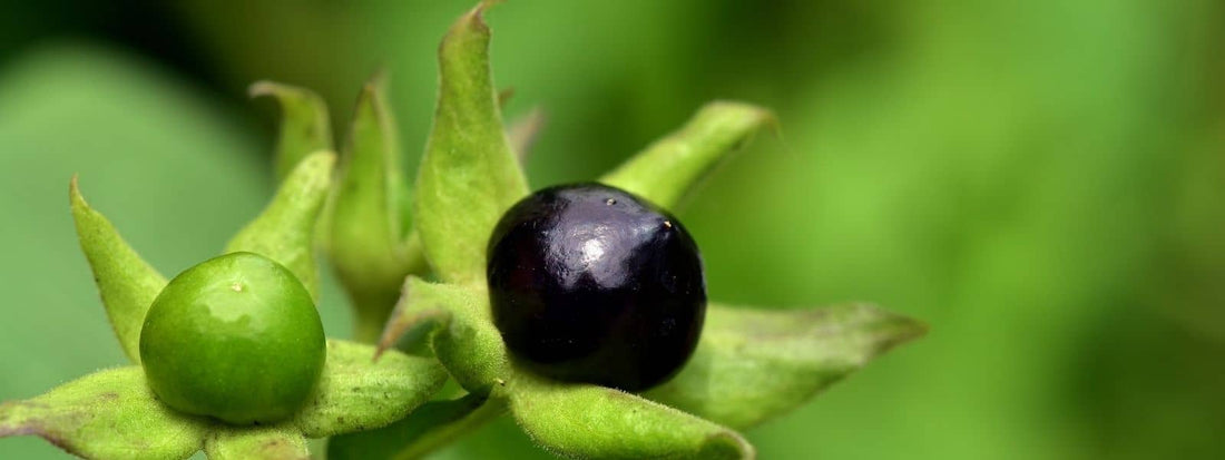 Atropine présent dans les fruits de la Belladone