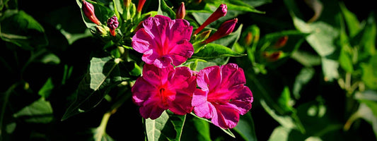 Belle de Nuit mirabilis jalapa Merveille du Pérou