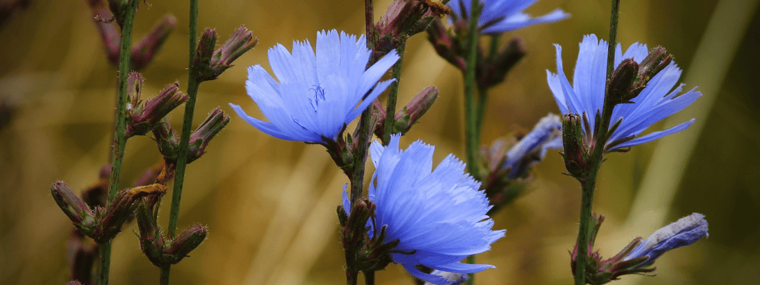 Bienfaits de la chicorée plante sauvage à fleurs bleues médicinales une boisson bonne pour la santé