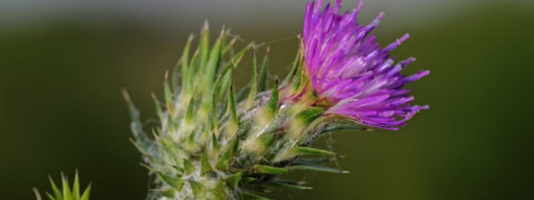 CARDUUS PYCNOCEPHALUS Chardon à tête dense