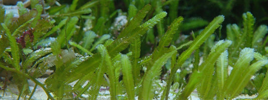 CAULERPA TAXIFOLIA algue tueuse en méditérannée