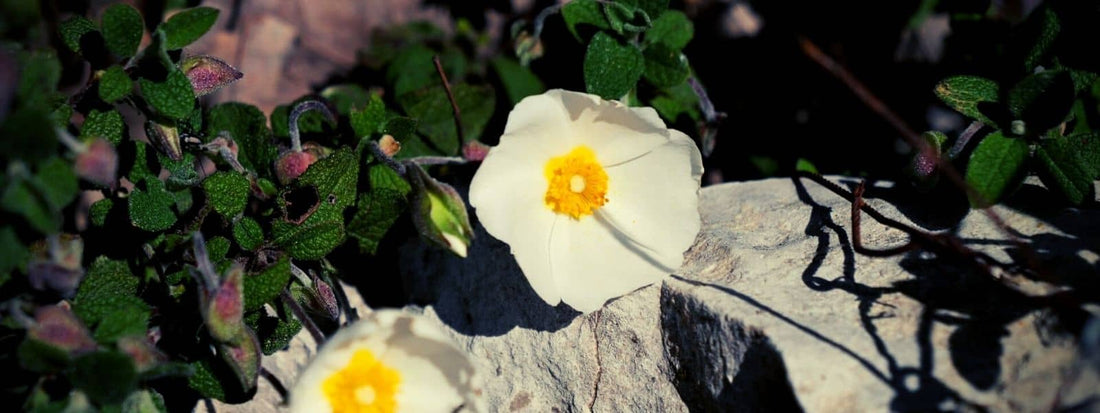 CISTUS SALVIIFOLIUS Ciste à feuilles de sauge