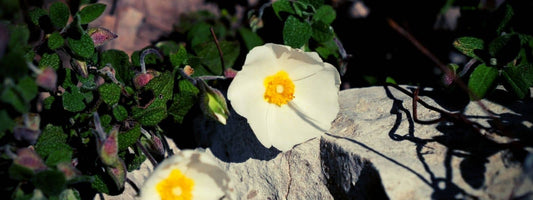 CISTUS SALVIIFOLIUS Ciste à feuilles de sauge