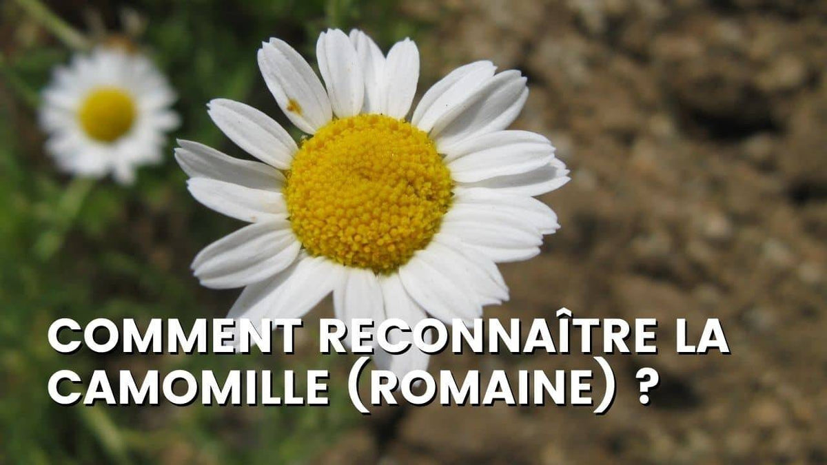 COMMENT RECONNAÎTRE LA CAMOMILLE (ROMAINE) ?