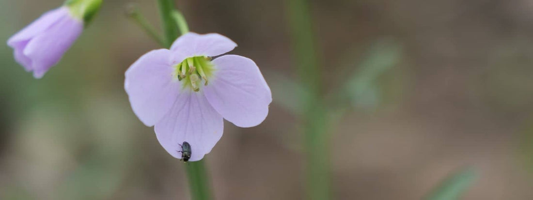 Cardamine des prés cardamine pratensis plante sauvage comestible à fleurs roses