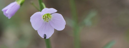 Cardamine des prés cardamine pratensis plante sauvage comestible à fleurs roses