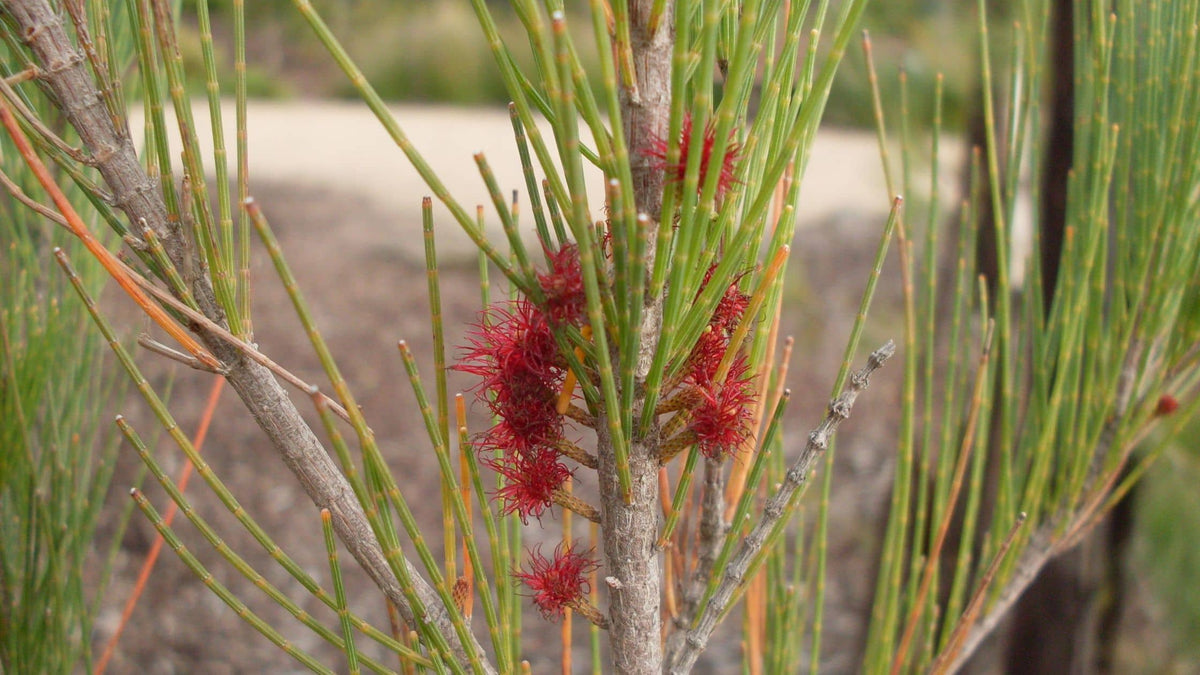 Casuarinacées (Casuarinaceae) : genres et caractéristiques de cette famille botanique