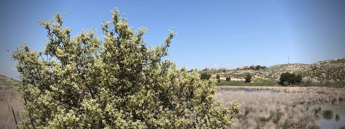 Chêne Kermès Quercus coccifera