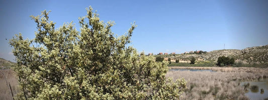 Chêne Kermès Quercus coccifera