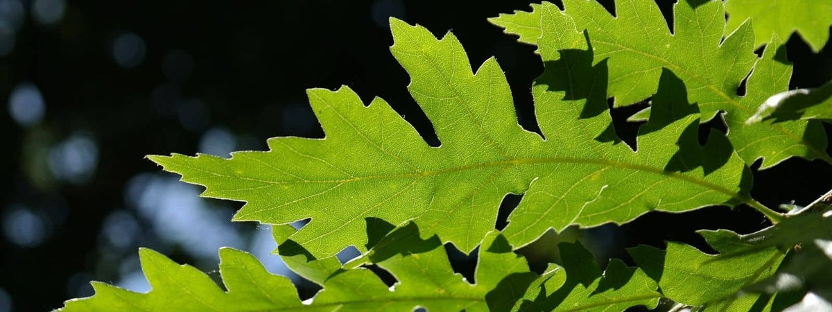 Chêne chevelu Quercus cerris Chêne de Bourgogne