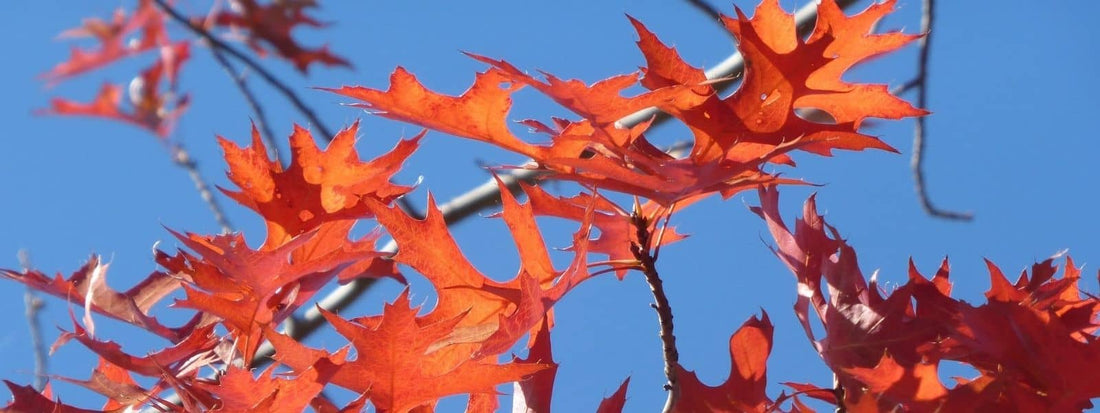 Chêne des marais avec ses feuilles rouge d'automne