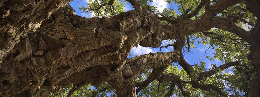 Chêne liège. Peut on consommer les glands du Chêne Liège ?