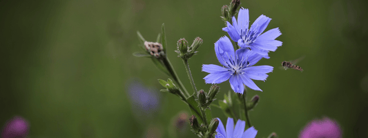 Chicorée soluble et cancer réflexion à apporter plante médicinale et sucre industriel