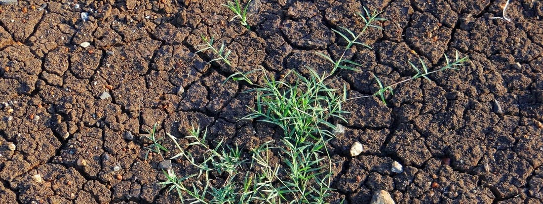 Chiendent Commun, Elymus repens