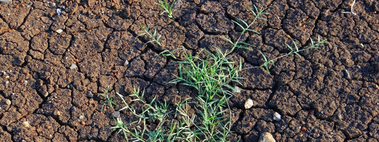 Chiendent Commun, Elymus repens