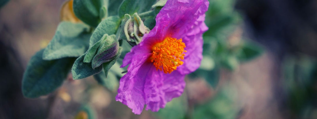 Ciste Cotonneux Cistus albidus, comment le reconnaître