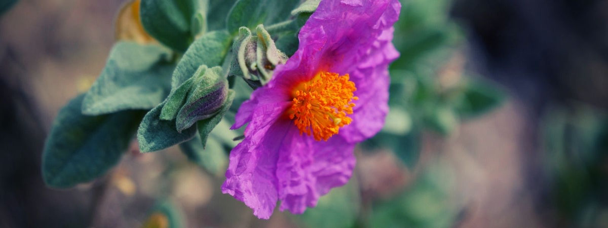 Ciste Cotonneux Cistus albidus, comment le reconnaître