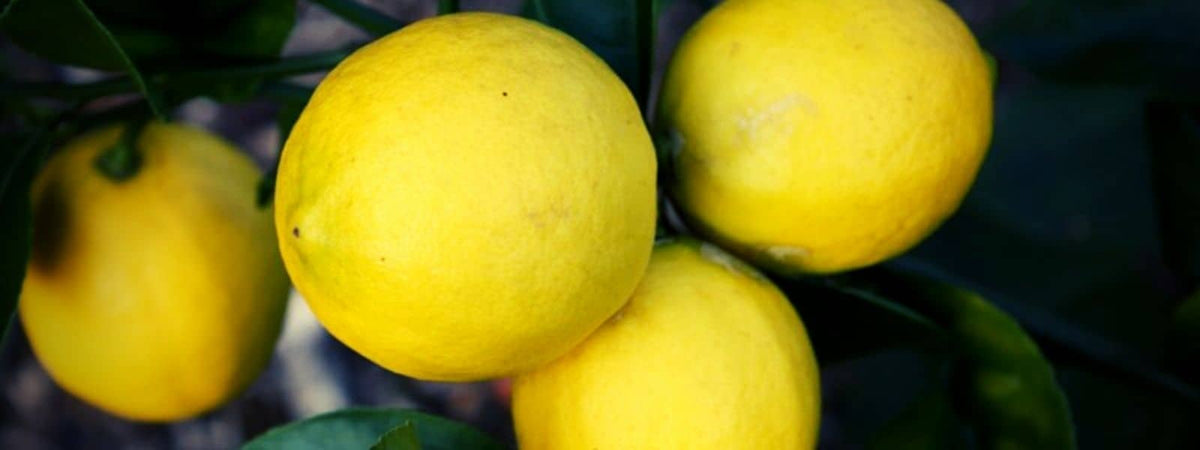 Citron Meyer Citronnier Meyer Citrus x meyeri