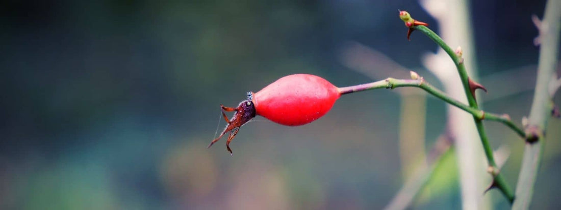 Comment manger les cynorrhodons crus Rosier Sauvage