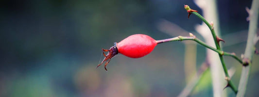Comment manger les cynorrhodons crus Rosier Sauvage