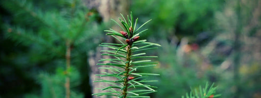 Comment reconnaître le Sapin de Douglas