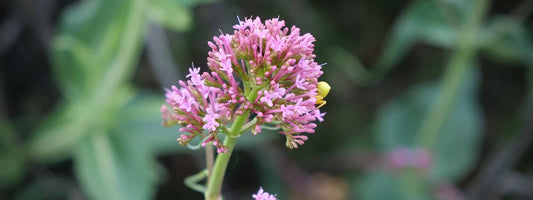Comment utiliser la Valériane rouge pour sa santé ou pour son jardin