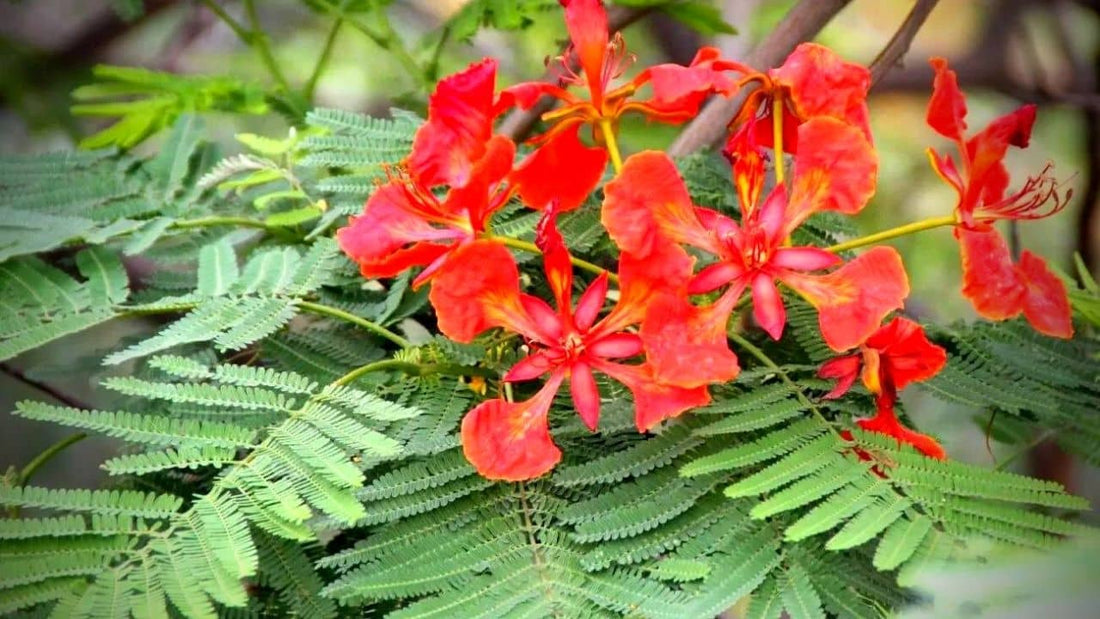 COMMENT FAIRE GERMER DES GRAINES DE FLAMBOYANT ?