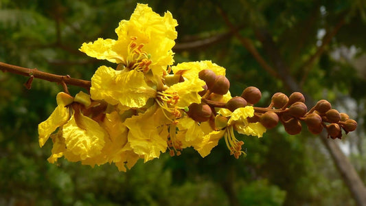 Comment faire germer des graines de Peltophorum guide complet