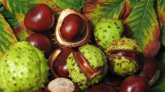 Comment faire germer un marron (marronnier d’Inde) étape par étape germination facile