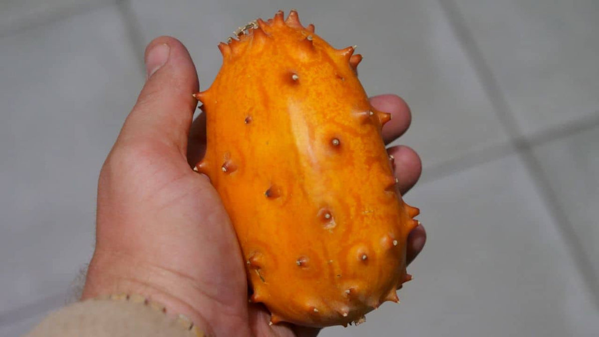 Comment manger un kiwano cucumis metulifer concombre cornu d'afrique
