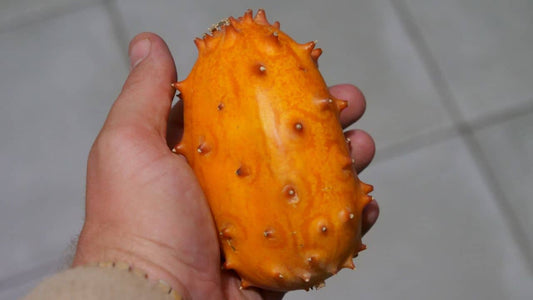 Comment manger un kiwano cucumis metulifer concombre cornu d'afrique